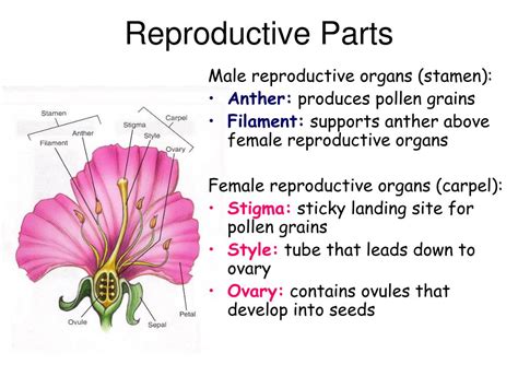 flower parts ppt|flower reproductive system diagram.